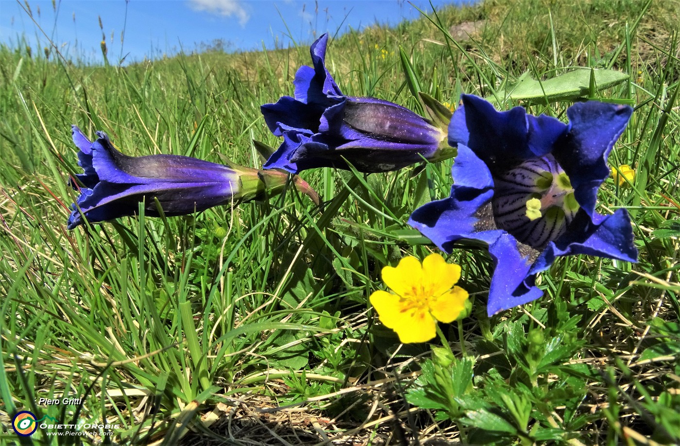 12  Genziana di Koch (Gentiana Kochiana) nei pascoli dei Piani dell'Avaro.JPG